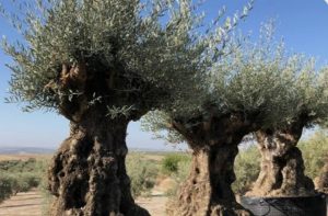 أشجار الزيتون في خريبكة… بركة زراعية أم عبئ صحي على المصابين بالحساسية؟