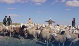 تفكيك شبكة لسرقة الماشية بورزازات.. يقظة الدرك تُنهي رعب الدواوير