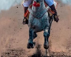 مهرجان التبوريدة الثاني في الكريفات : احتفاء بالتراث الفروسية التقليدية.