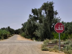 بعد انتقاله من أولاد زيان وجلال.. الخنزير البري يثير الرعب بمنطقة « لبلان” بأولاد عبدالله