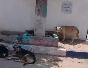 الكلاب الضالة تنتشر داخل مقبرة الغفران.. استياء الزوار وتساؤلات حول حرمة المقبرة وسلامة